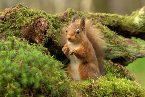 A red squirrel sits by a moss-covered snag