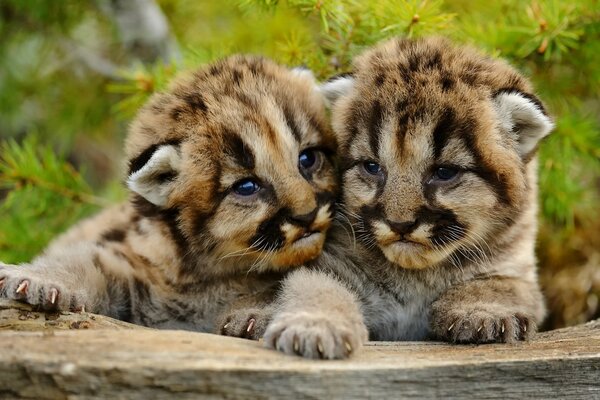 Deux mignons petits lionceaux de montagne