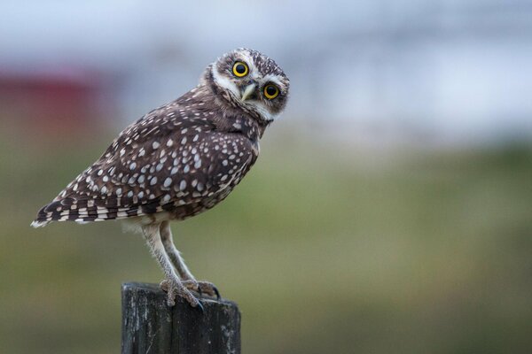 Vue latérale d un hibou curieux