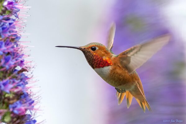 Fliegende Kolibris in Richtung der lila Blüten