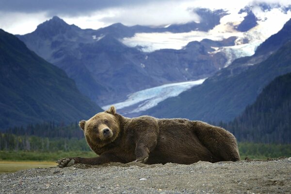 Un oso Pardo se encuentra en el fondo de las montañas