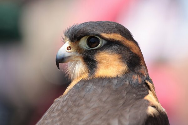 Beautiful South American falcon in profile