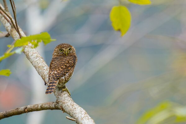 A newly awakened owl came out of hiding