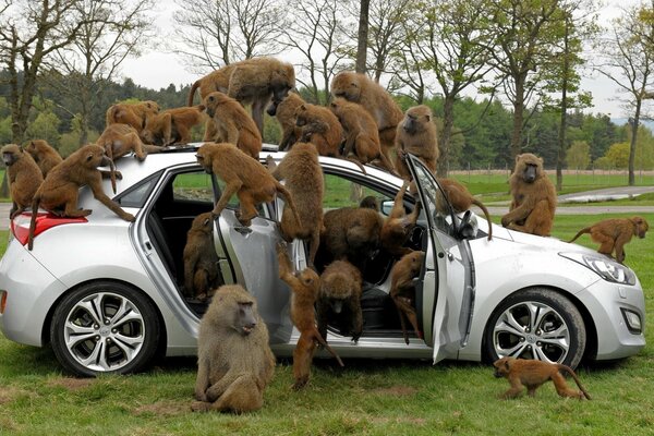 A family of monkeys attacked the car