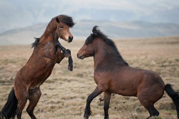 Les chevaux dans la steppe organisé une bagarre