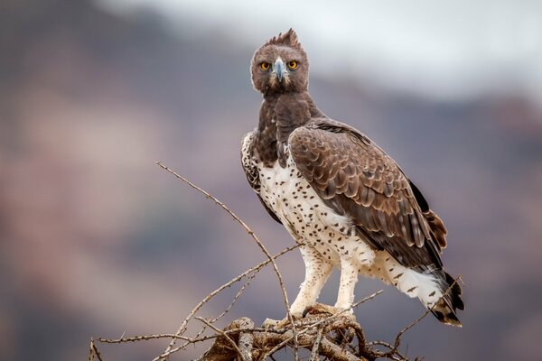 Vogel aus der Wildnis