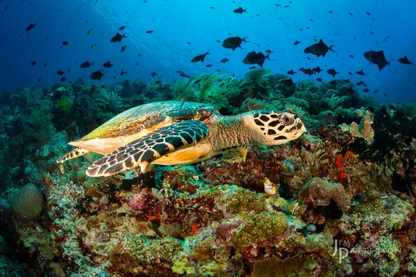 Marine, tiefe Schönheit mit Fischen und einer schönen Schildkröte