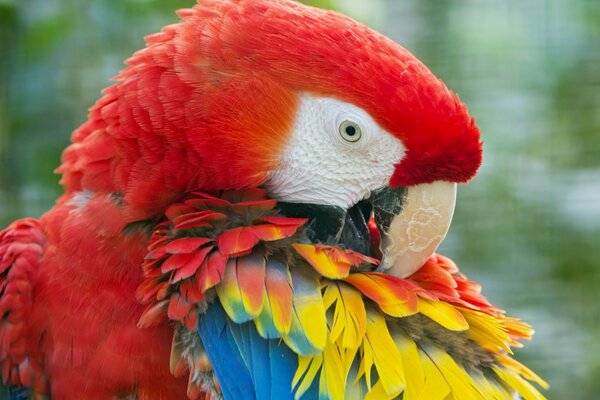 Plumas brillantes del loro guacamayo