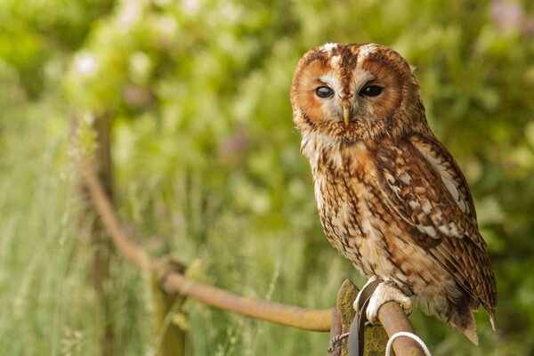 An owl sitting on a fence and looking at the camera