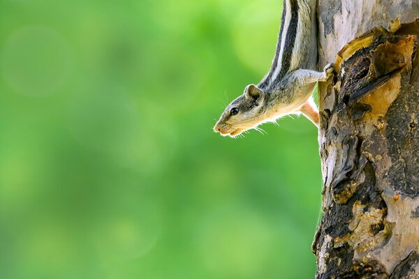 A chipmunk on a tree trunk