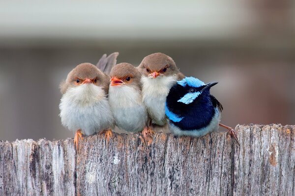 Pájaros cantores en la valla