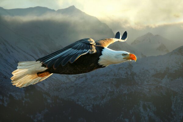 A bird of prey soars in the mountains