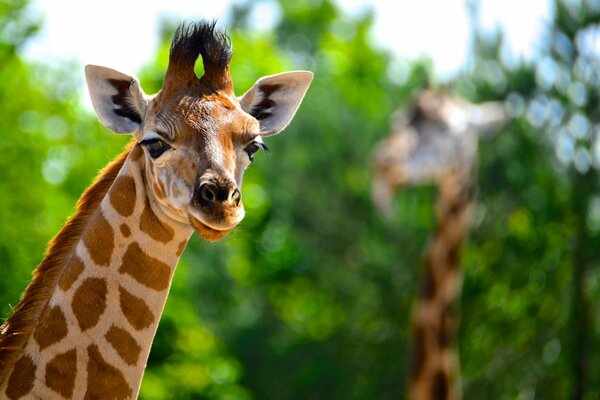 Cute look of a tall giraffe