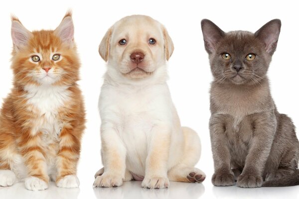 El gatito de Burma, el cachorro de Labrador y el gatito de Maine Coon