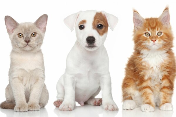 Burma, Jack Russell et Maine Coon