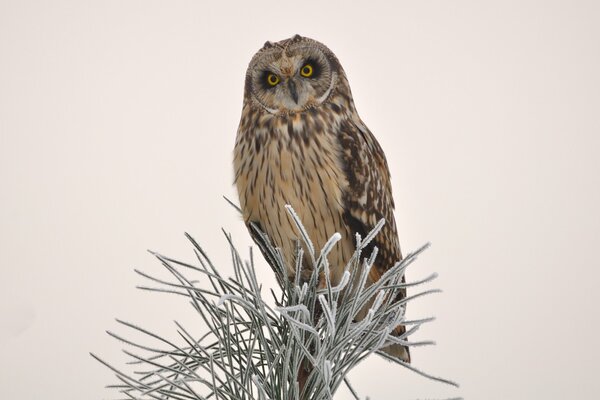 Owl sitting on a coniferous tree