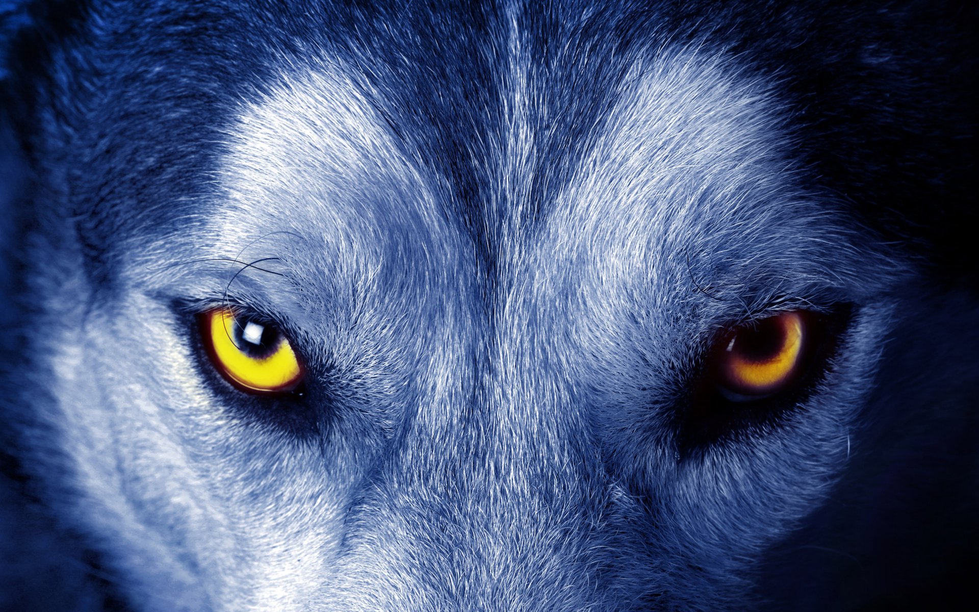 wolf augen blick wolle