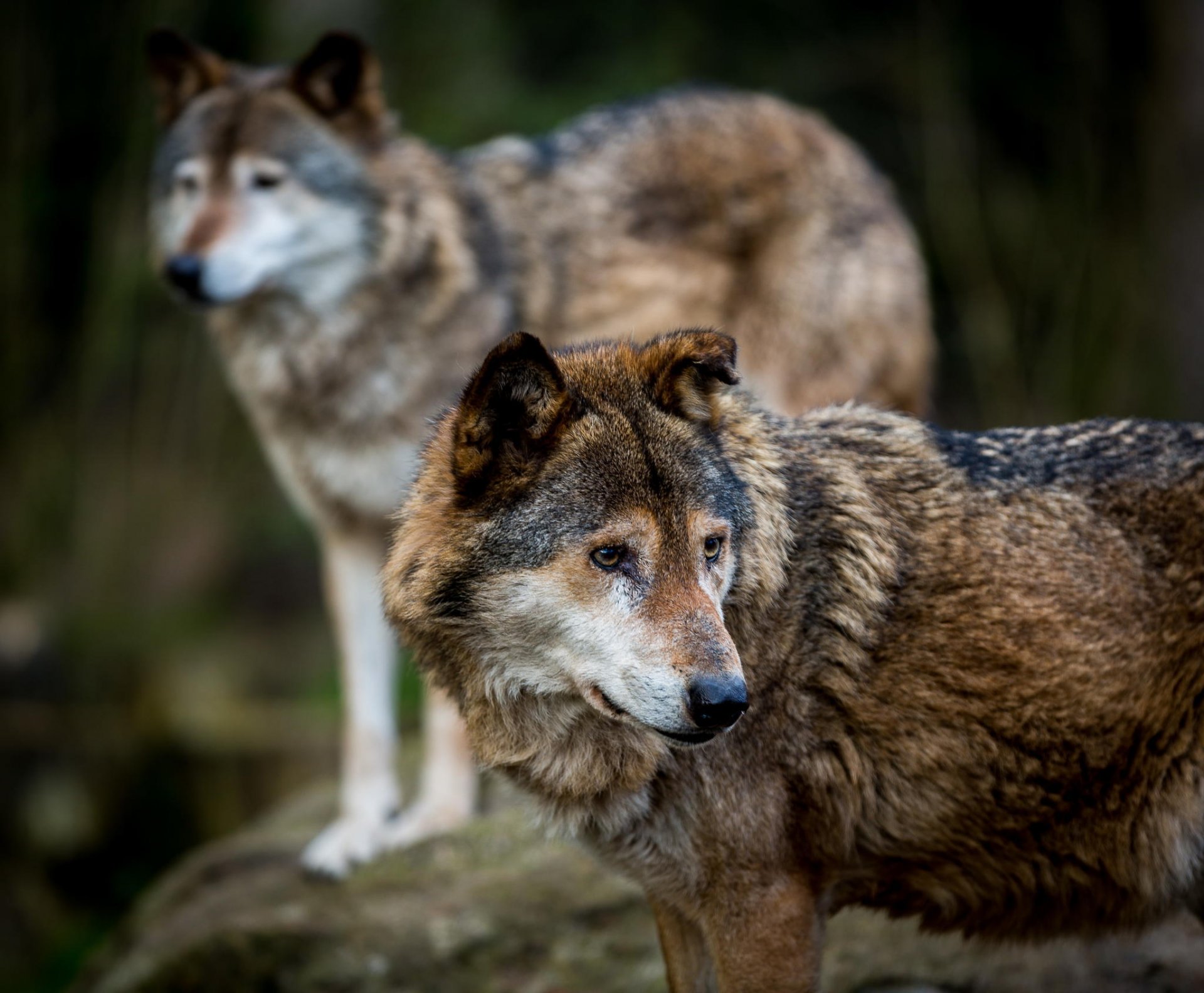 lobos depredadores vida silvestre