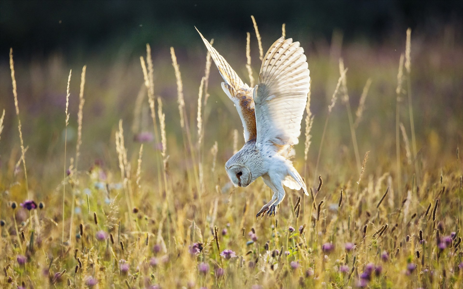 uccello gufo campo estate natura