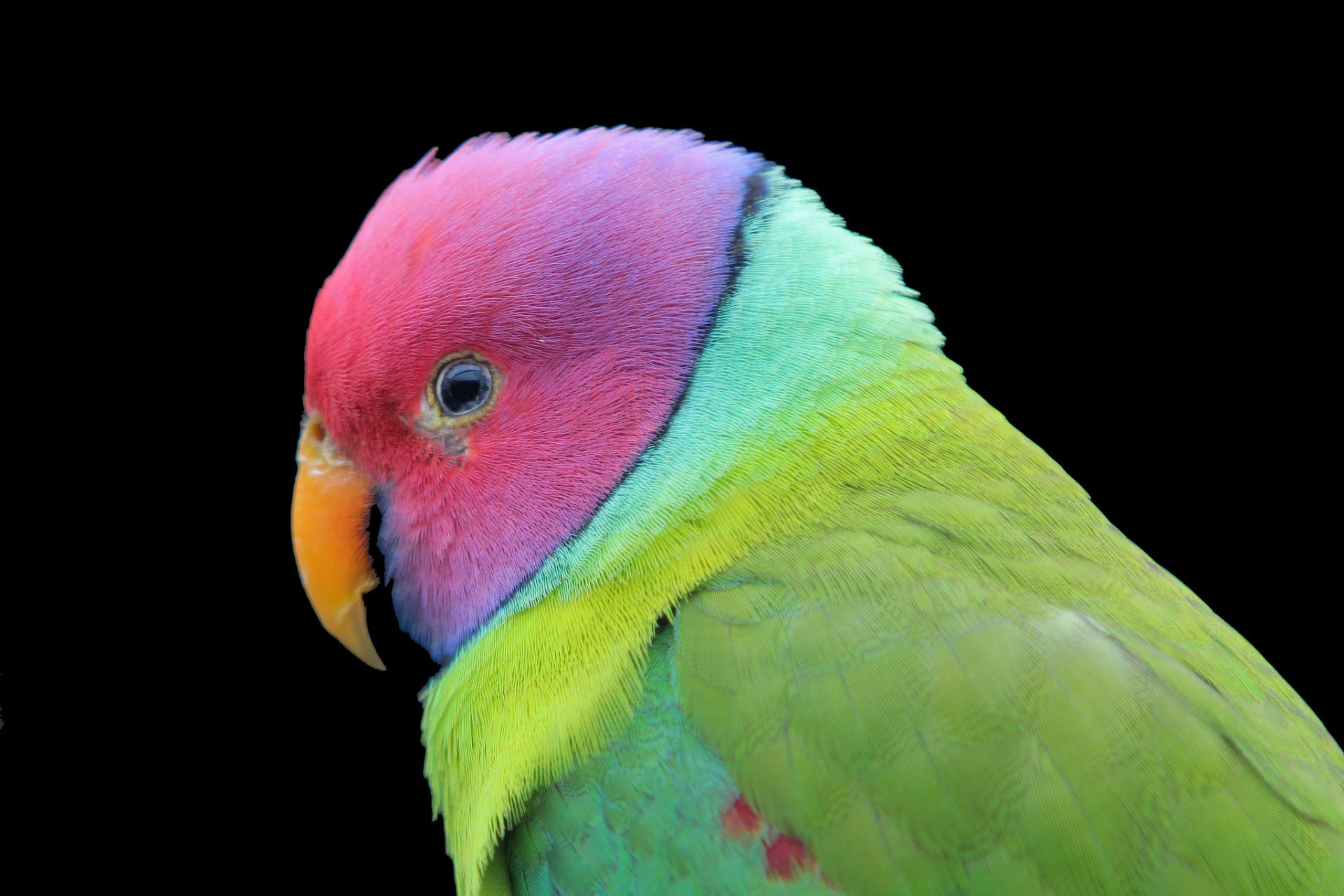 poultry parrot color dark background