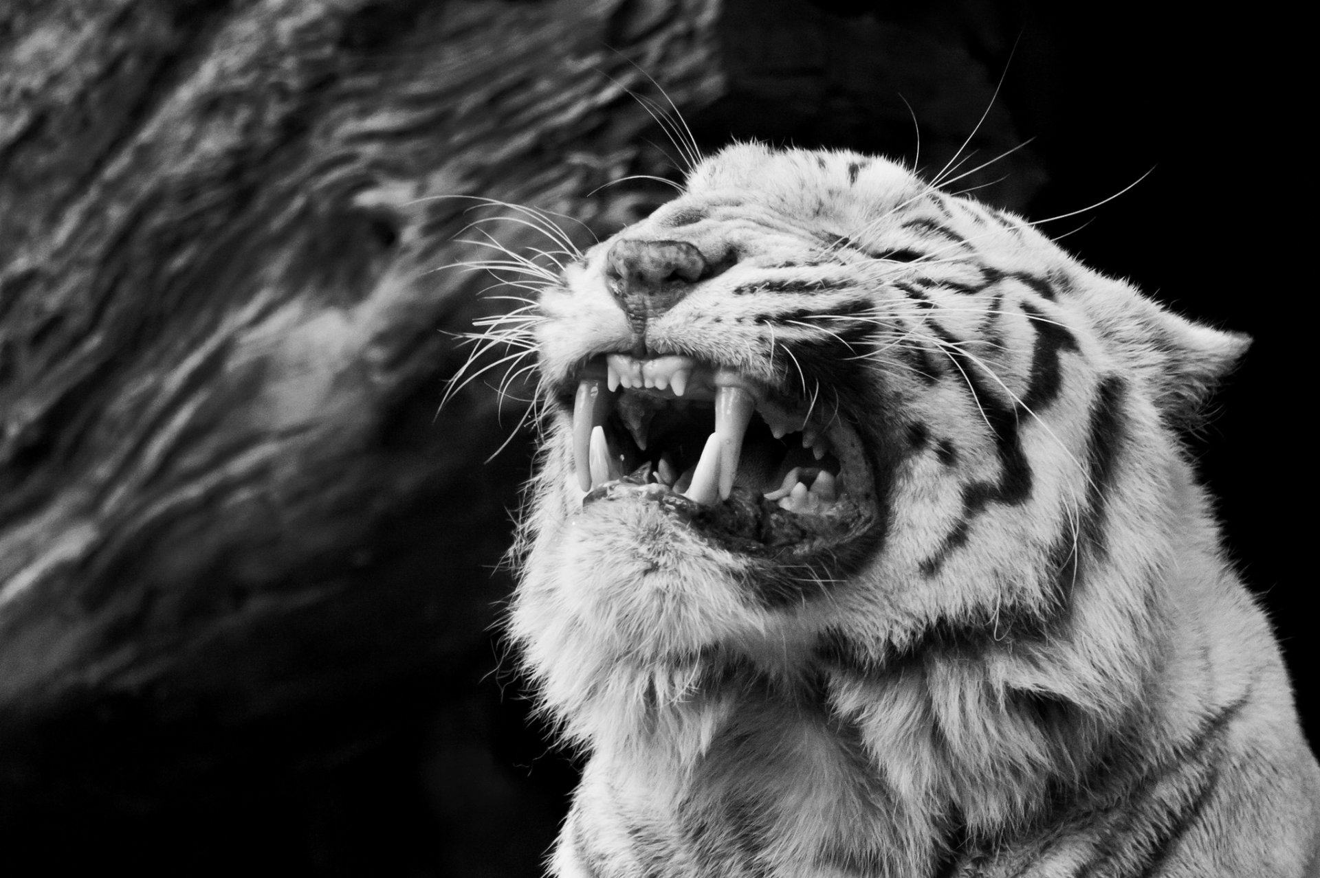 tigre blanc sourire museau crocs colère rage