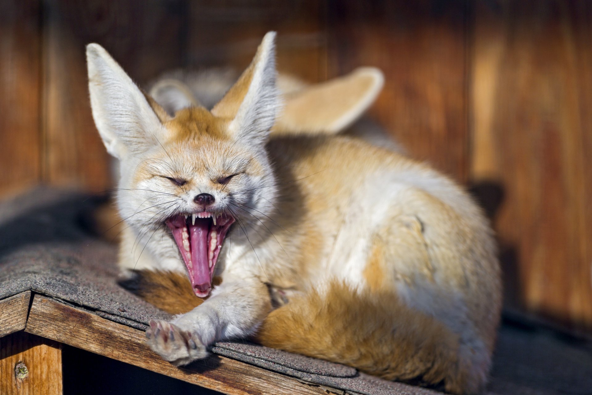 renard fenech bâillements museau crocs ©tambako the jaguar