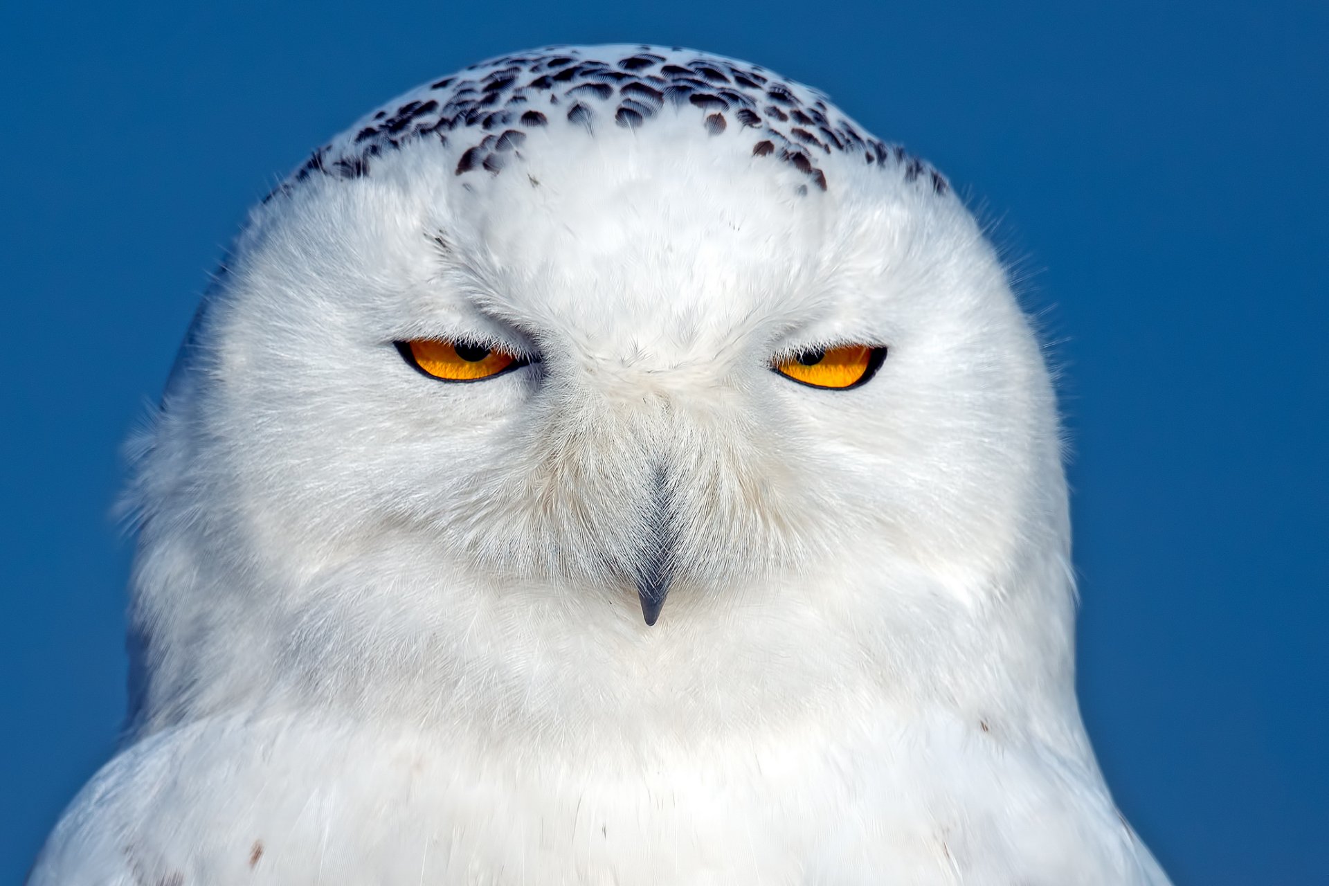 polar owl white owl bird