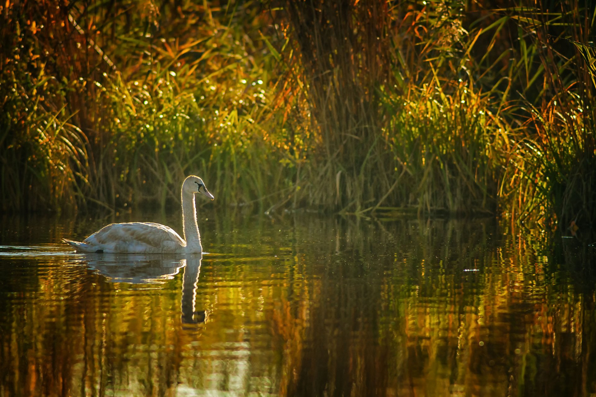 lago stagno canne cigno