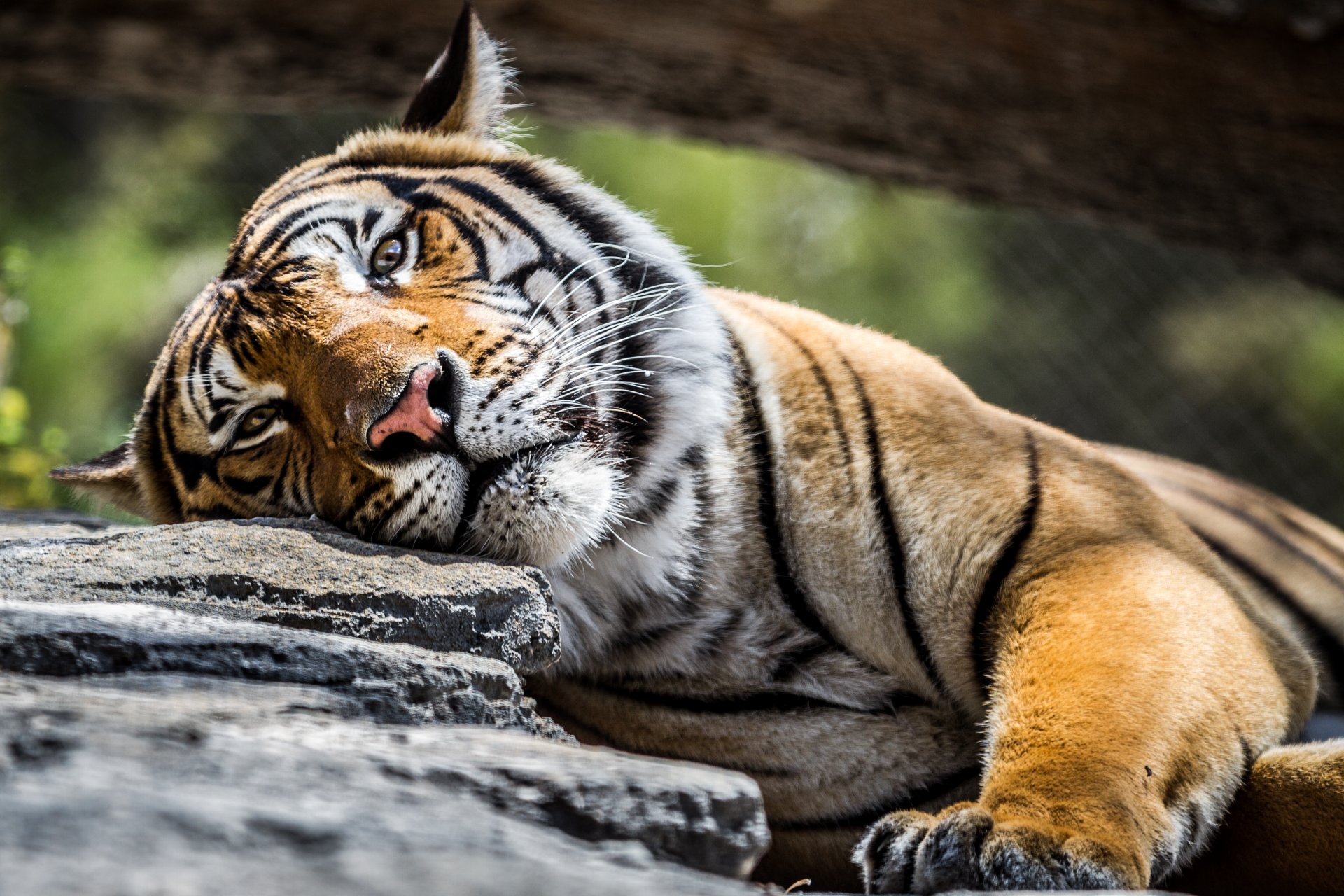 tigre mirada piedra