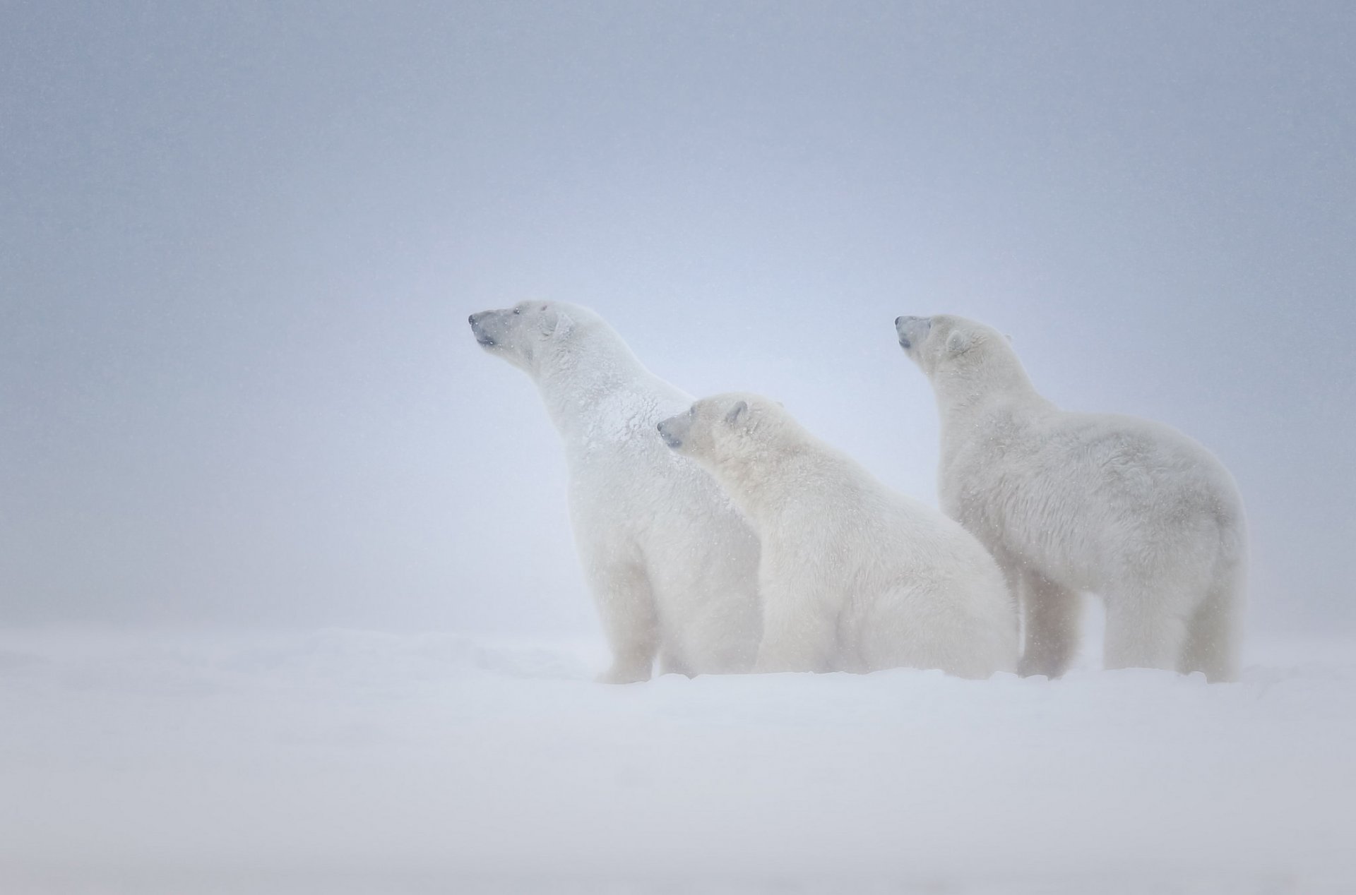 neige blizzard ours blanc trois famille