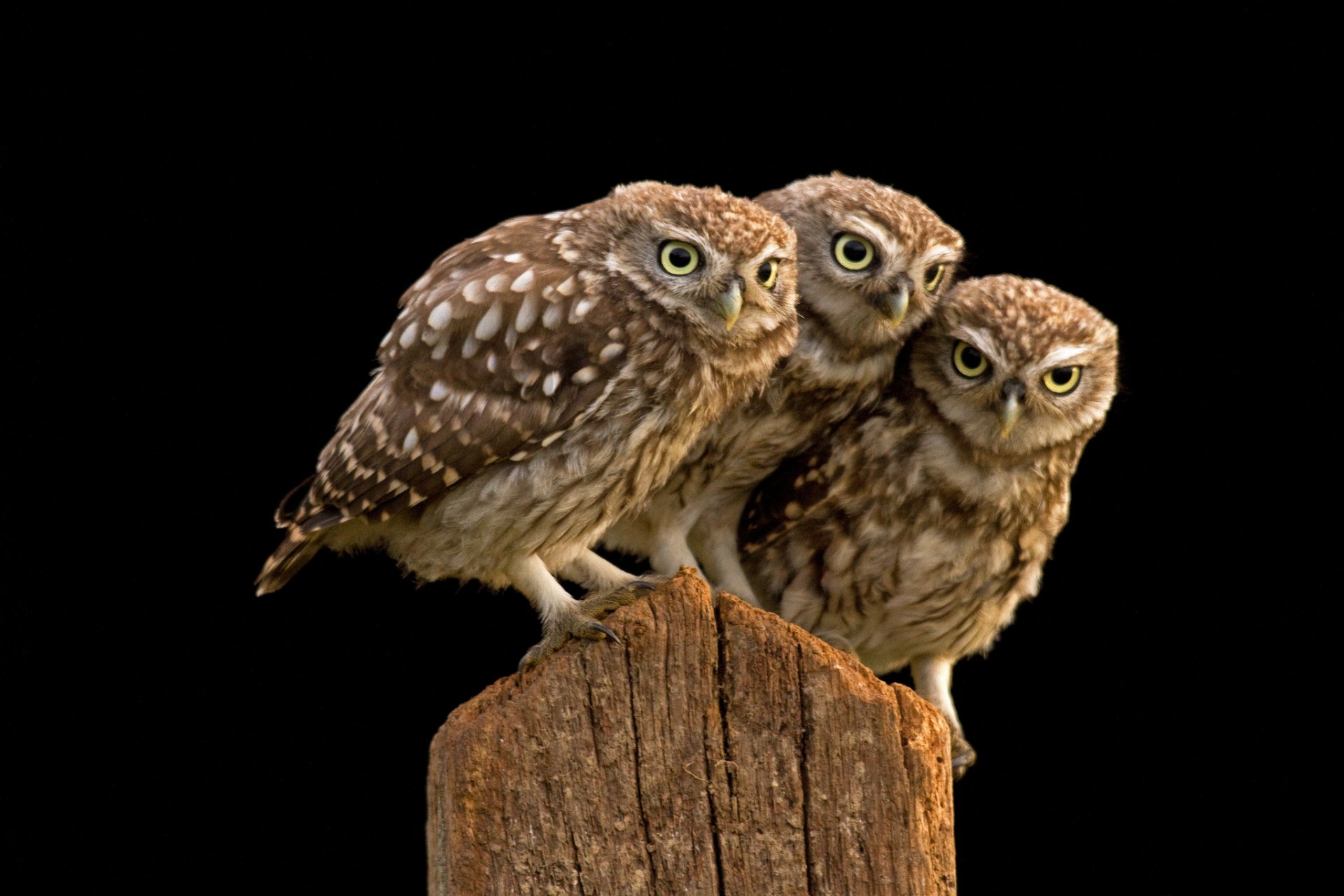 owl burrowing owl trio