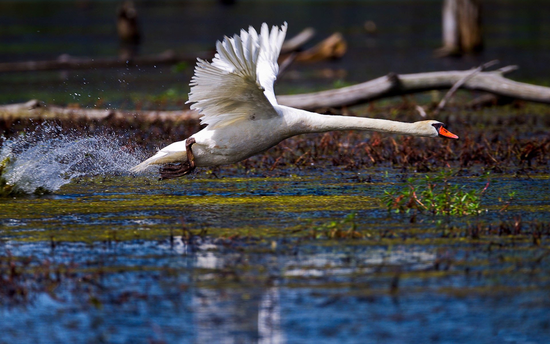 white swan poultry wings feathers lake pond drops spray water neck acceleration