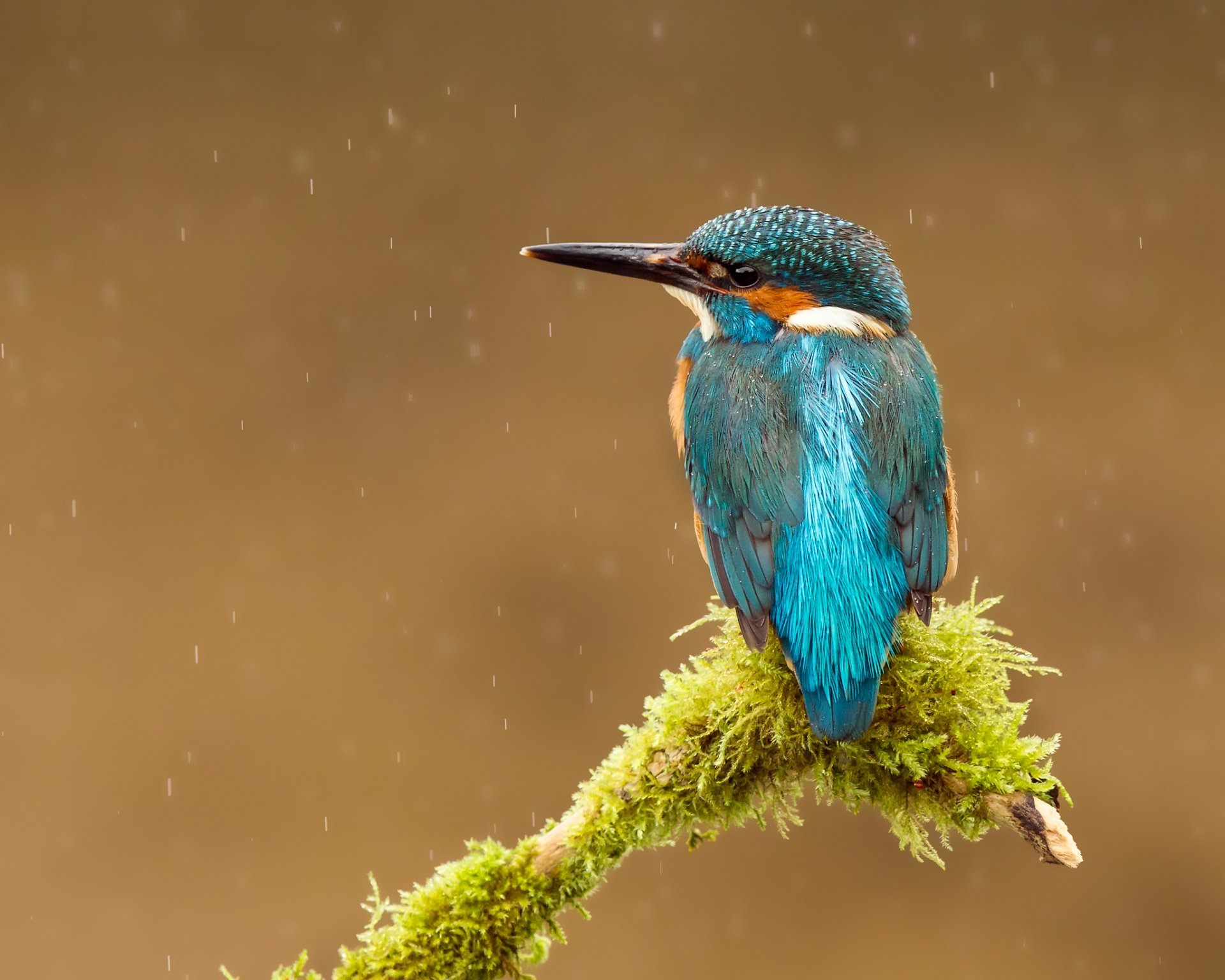 vogel eisvogel alcedo atthis eisvogel tropfen schnabel zweig regen