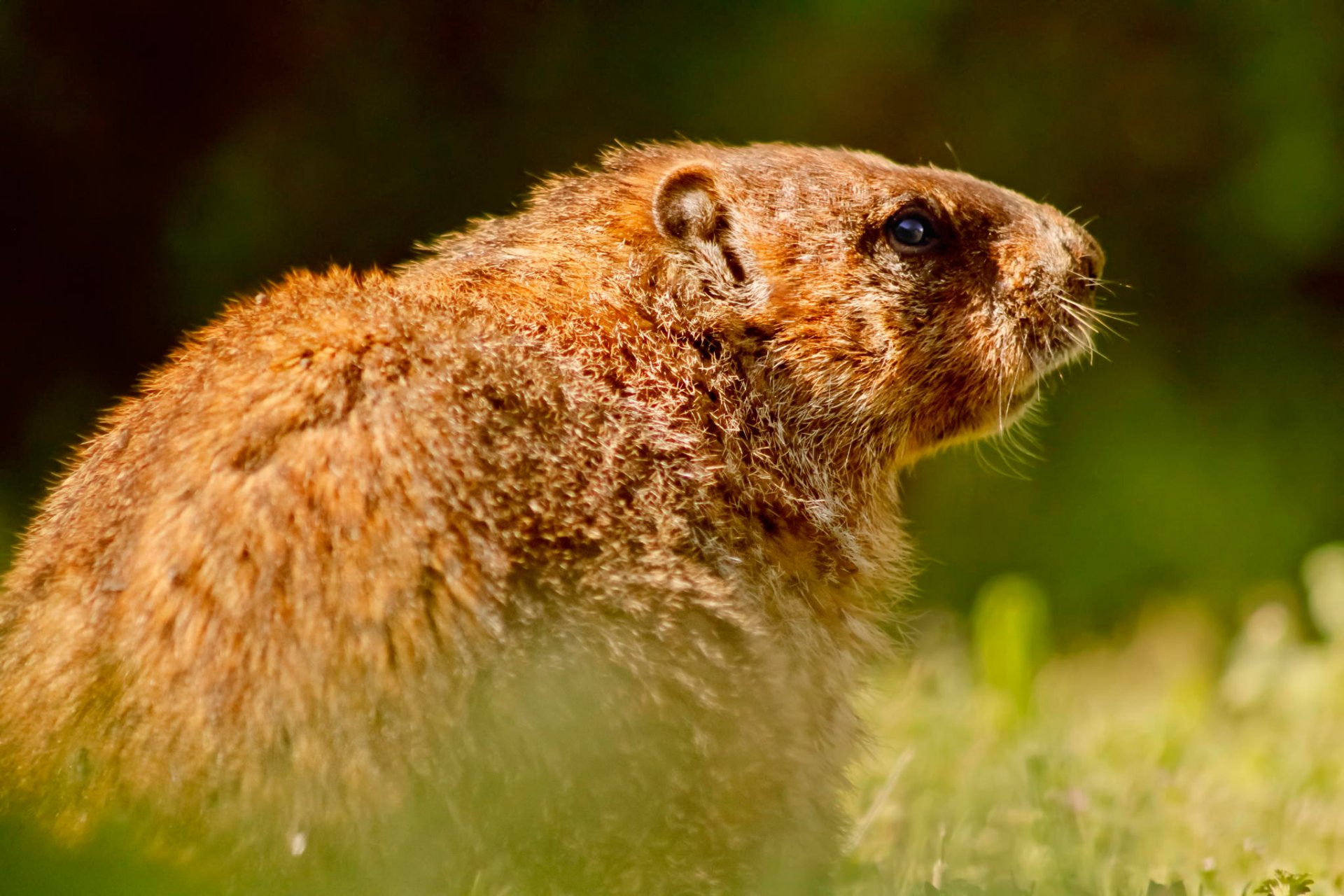 marmotte rongeur faune