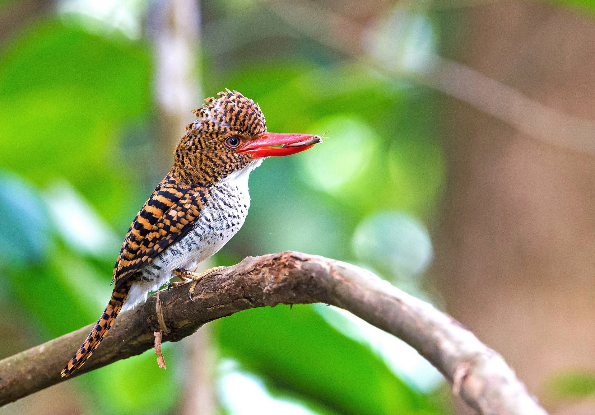 branch poultry mining . insect