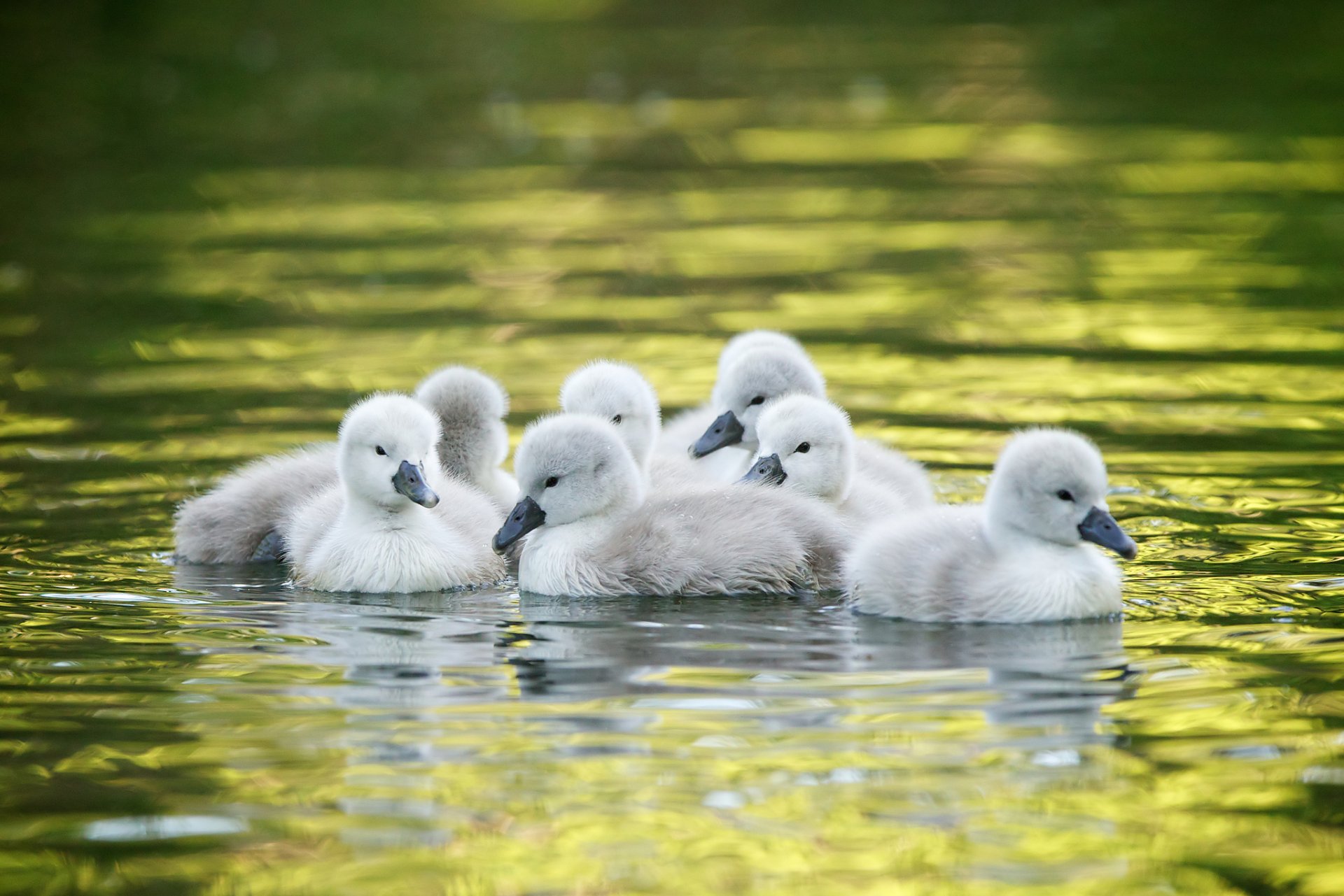 cisnes polluelos agua niños pequeños cisnes