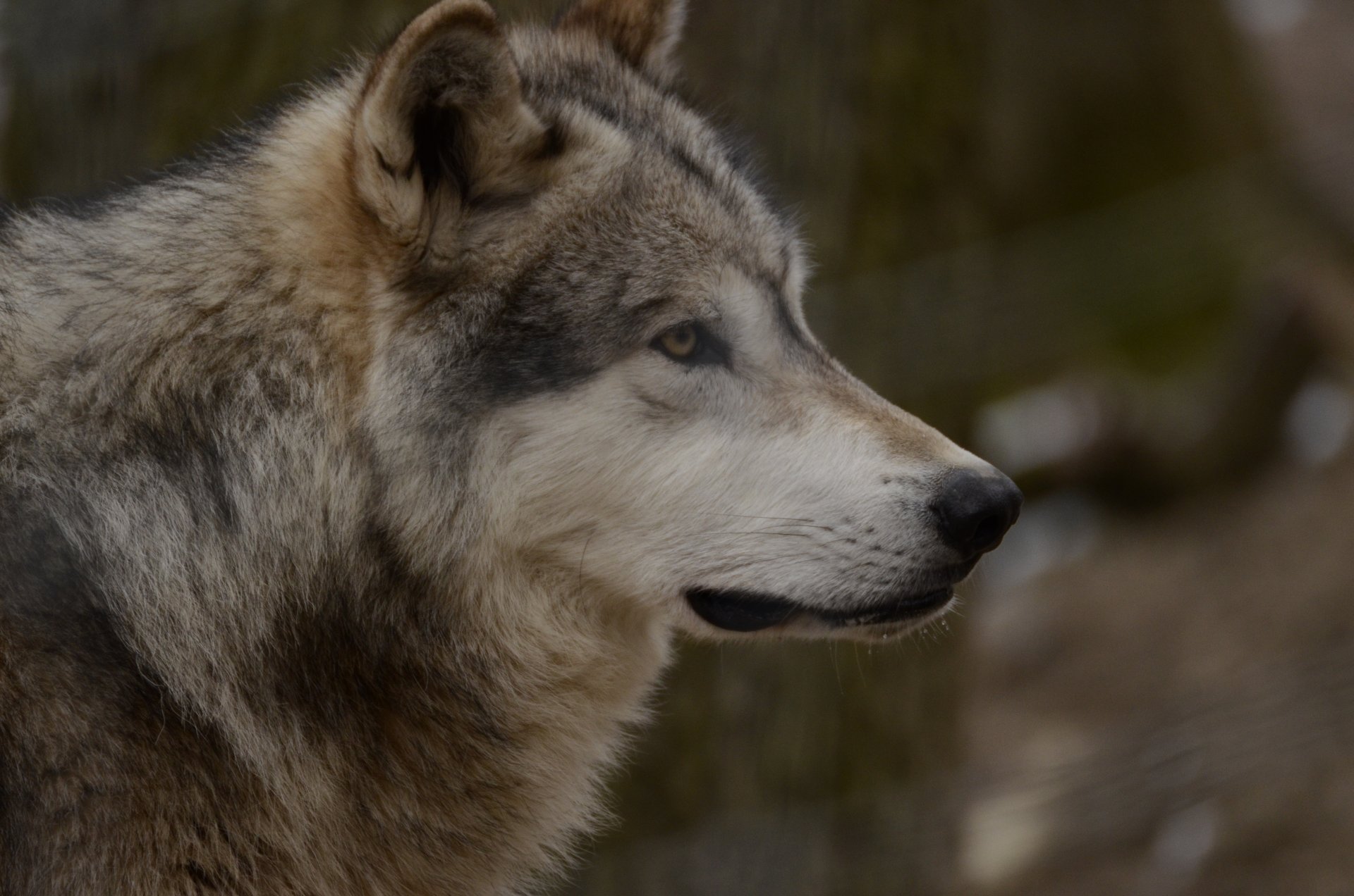 wolf raubtier blick voliere