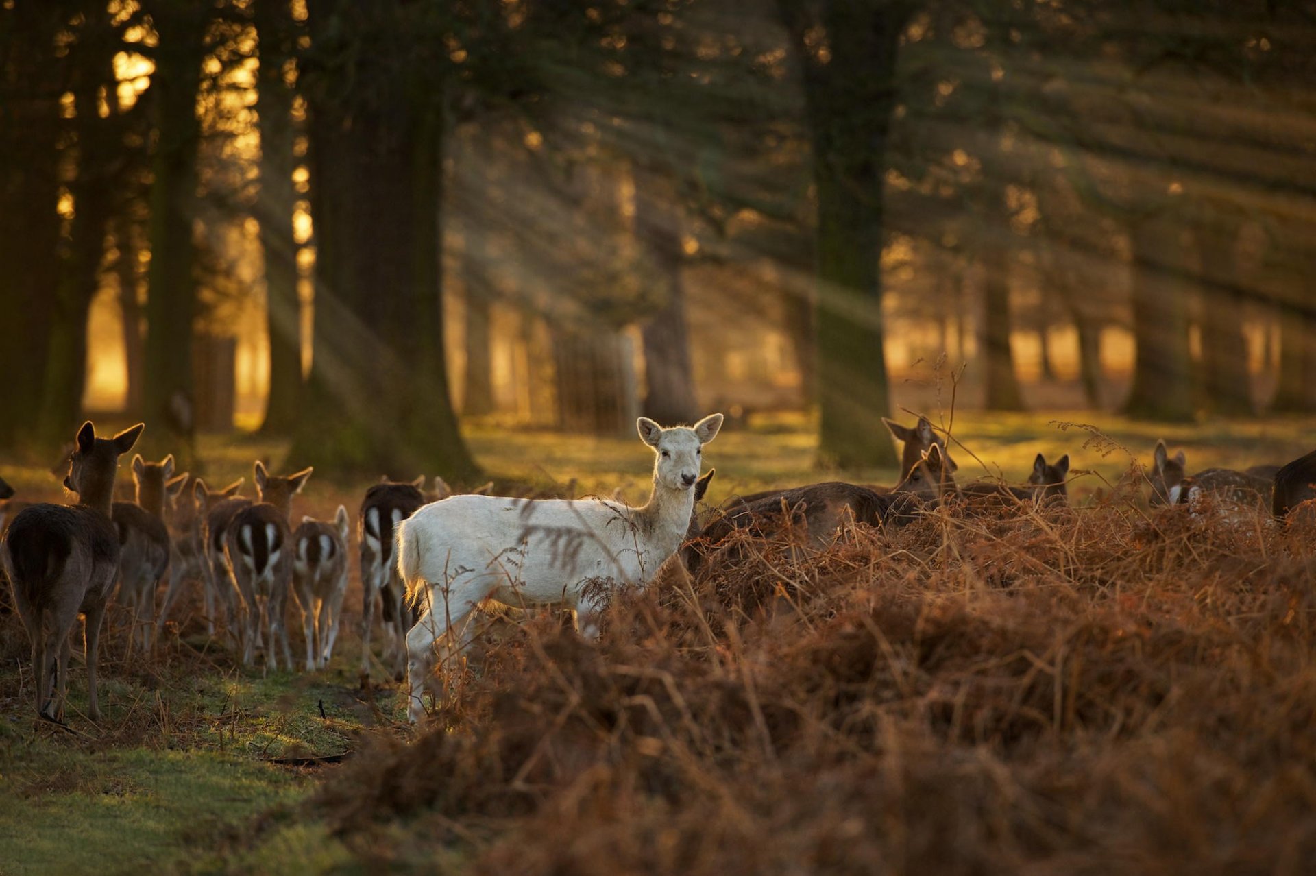 weißer faun hirsche wald