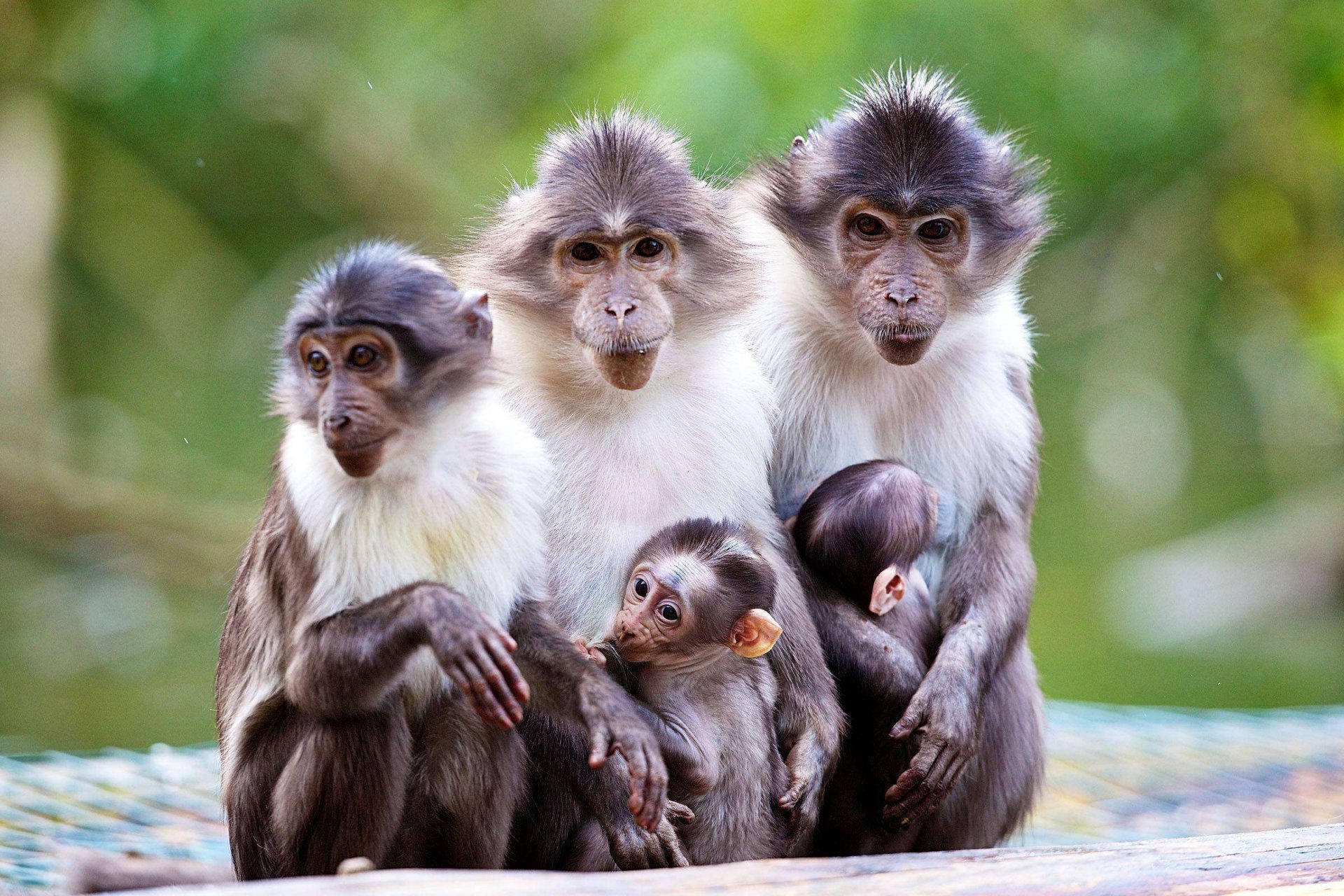 scimmie macachi mamma bambino natura