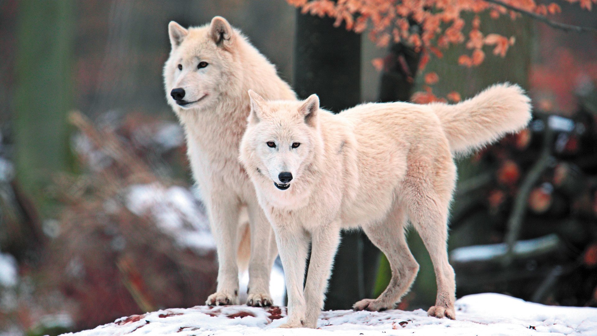 wolves arctic white predator face view nature snow