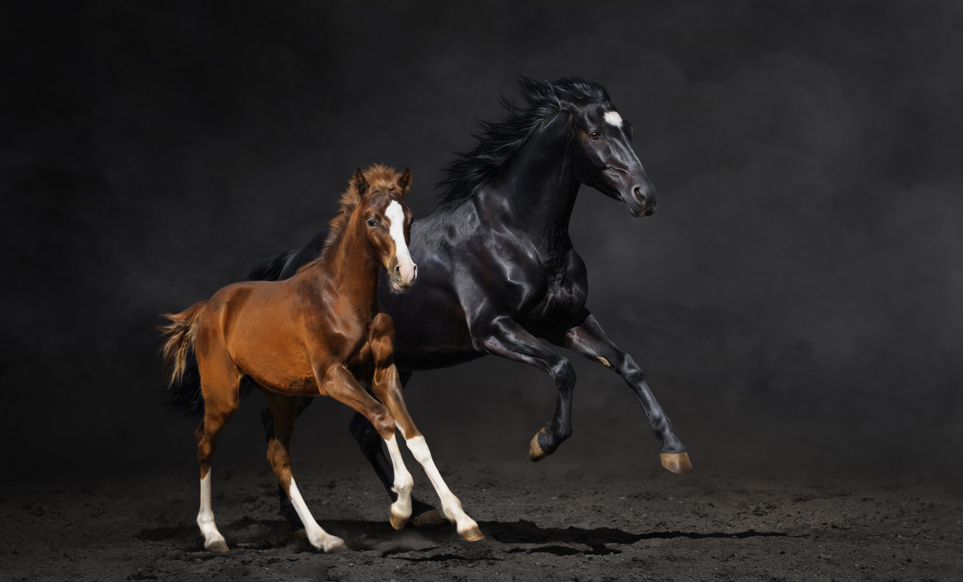 cavallo cavallo polvere corsa coppia