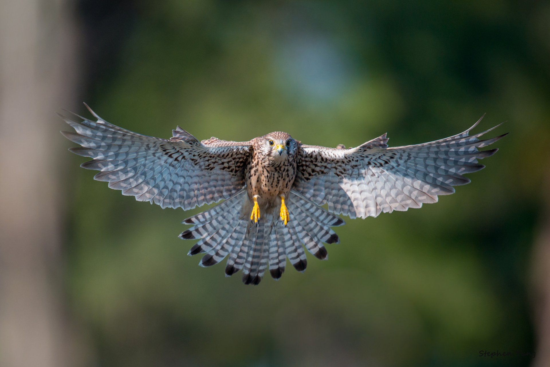 crécerelle oiseau vol ailes battement