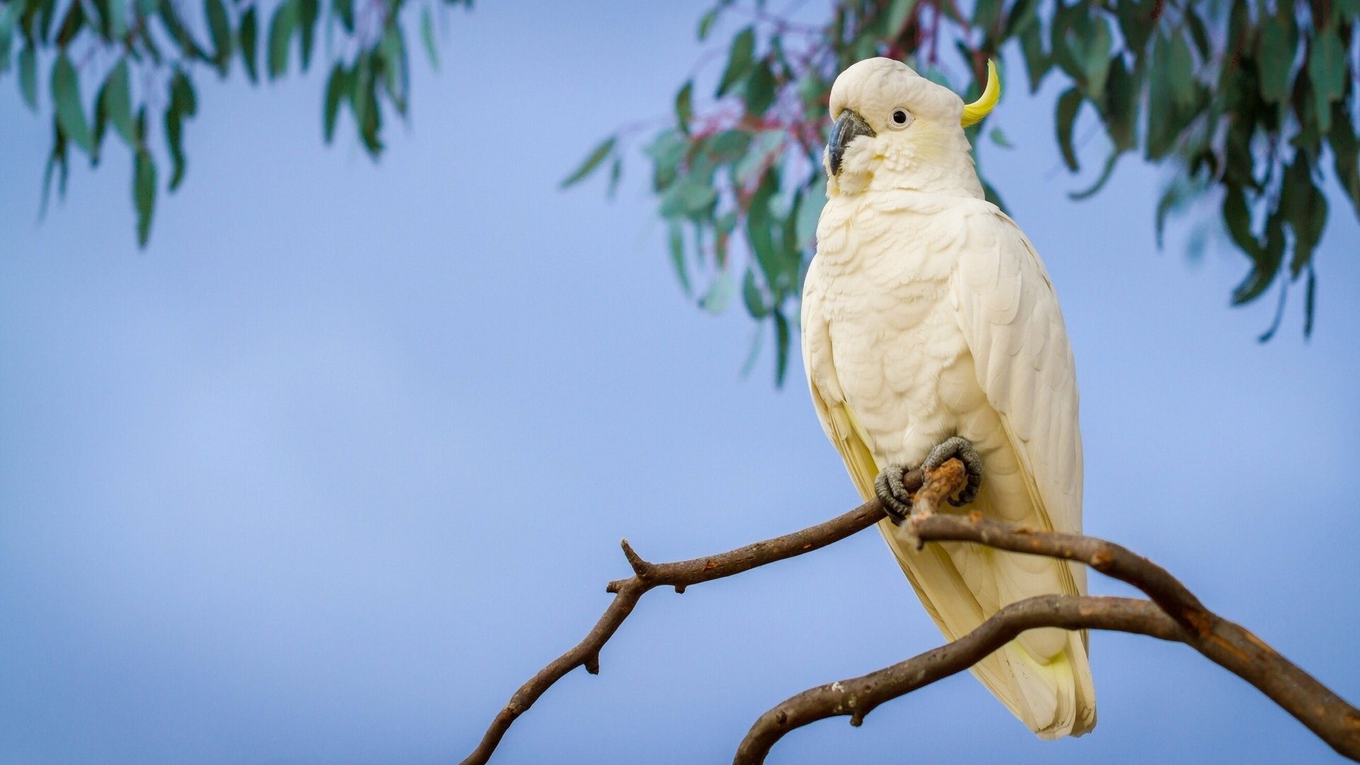 ulphur-crested cockatoo parrot branch