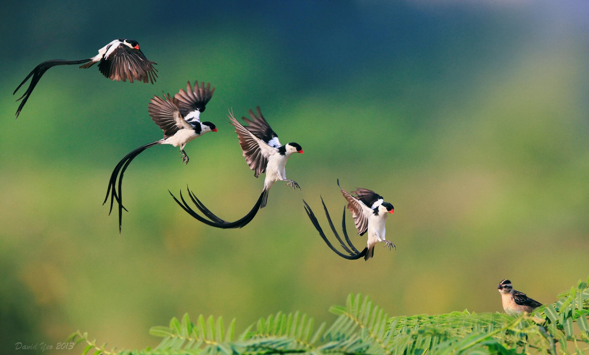 vogel pin-tails whydah landung zweig