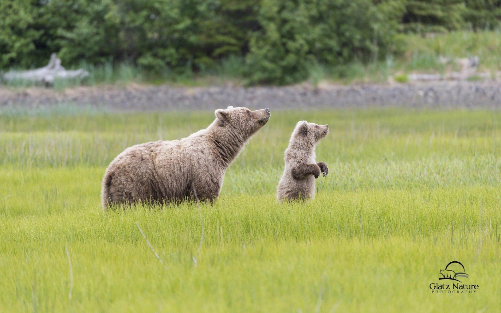 parque nacional del lago clark alaska osos osa osito de peluche prado