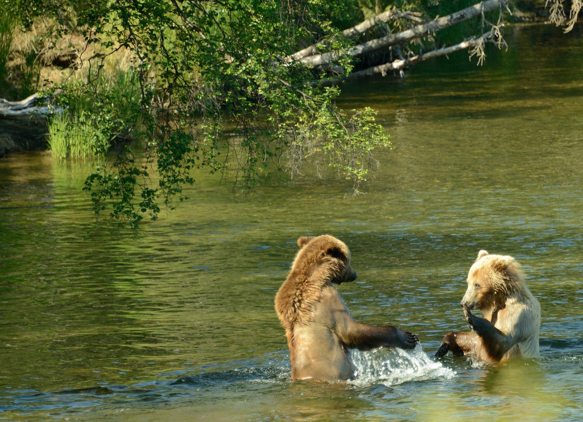 brooks river dwa brązowe niedźwiedzie pokaz wody park narodowy katmai alaska usa