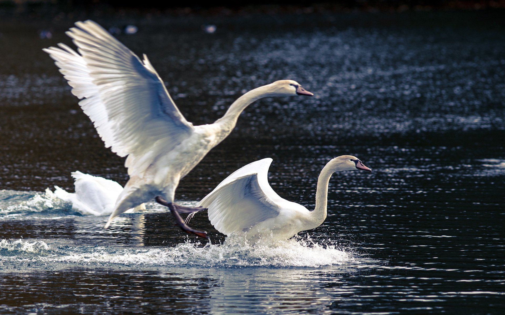 wans lake nature