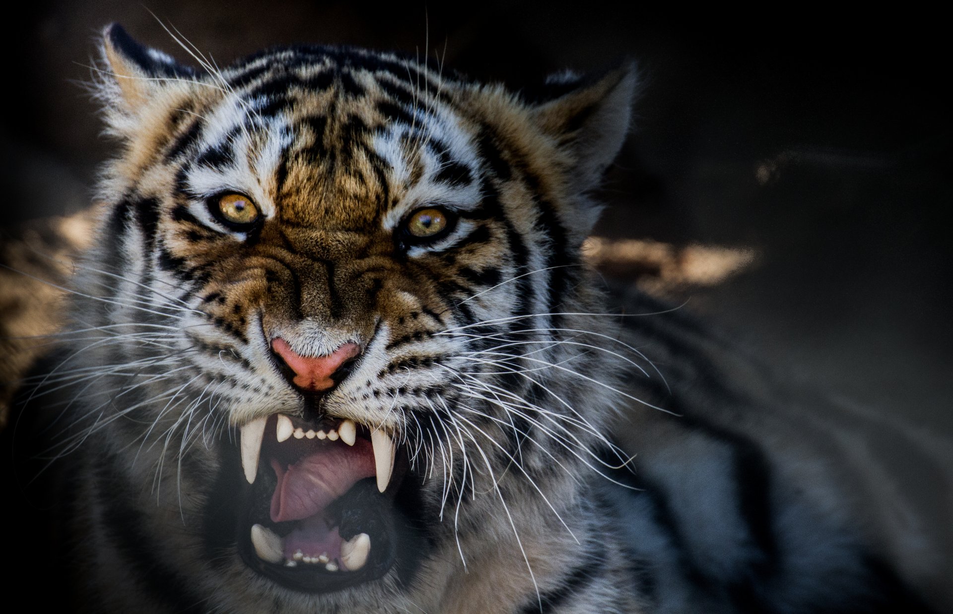 bestia tigre gruñido