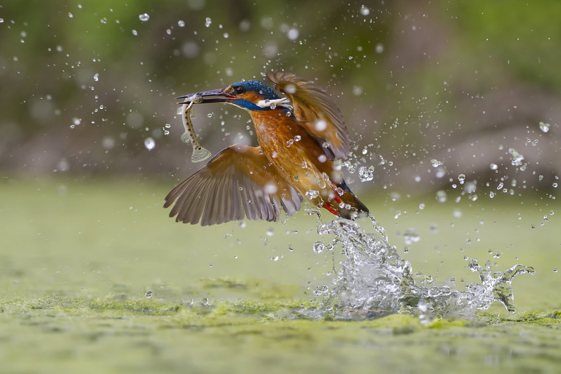 grüner fischfang eisvogel spritzen