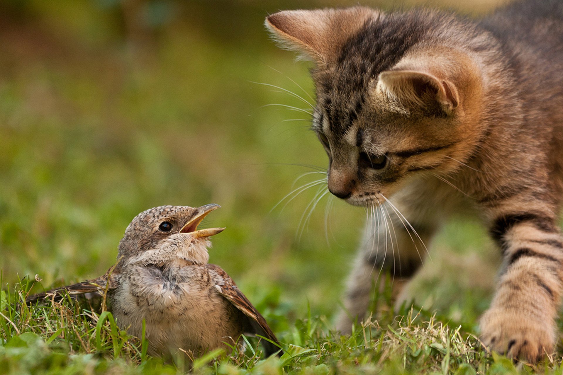 cat kitten cat bird nature grass instinct hunting